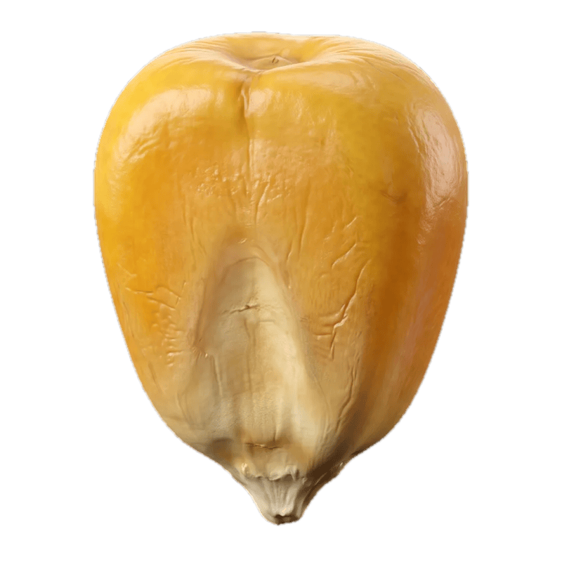 Whole corn kernels — macro detail