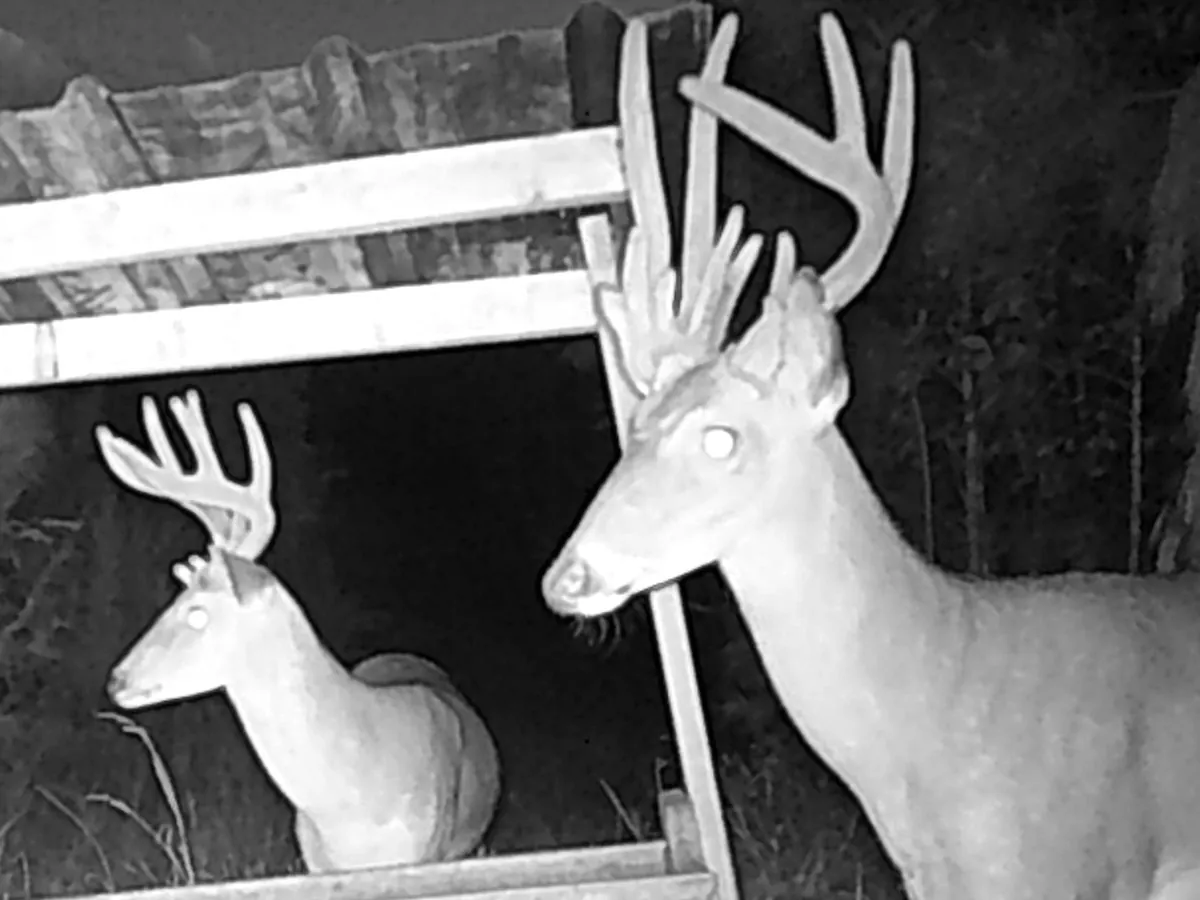 Two velvet bucks at a trough feeder at night, antlers still growing