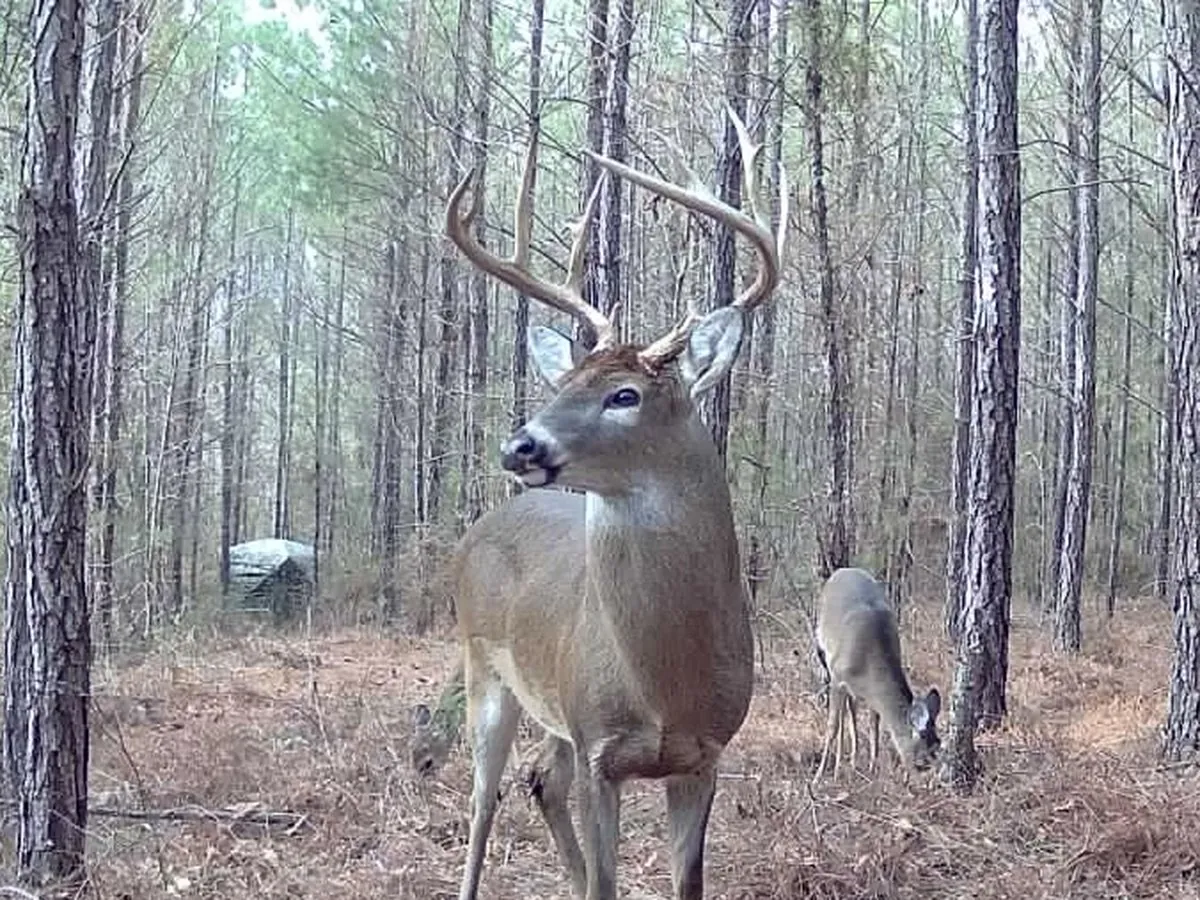 A mature whitetail buck on camera in broad daylight with a doe feeding behind him