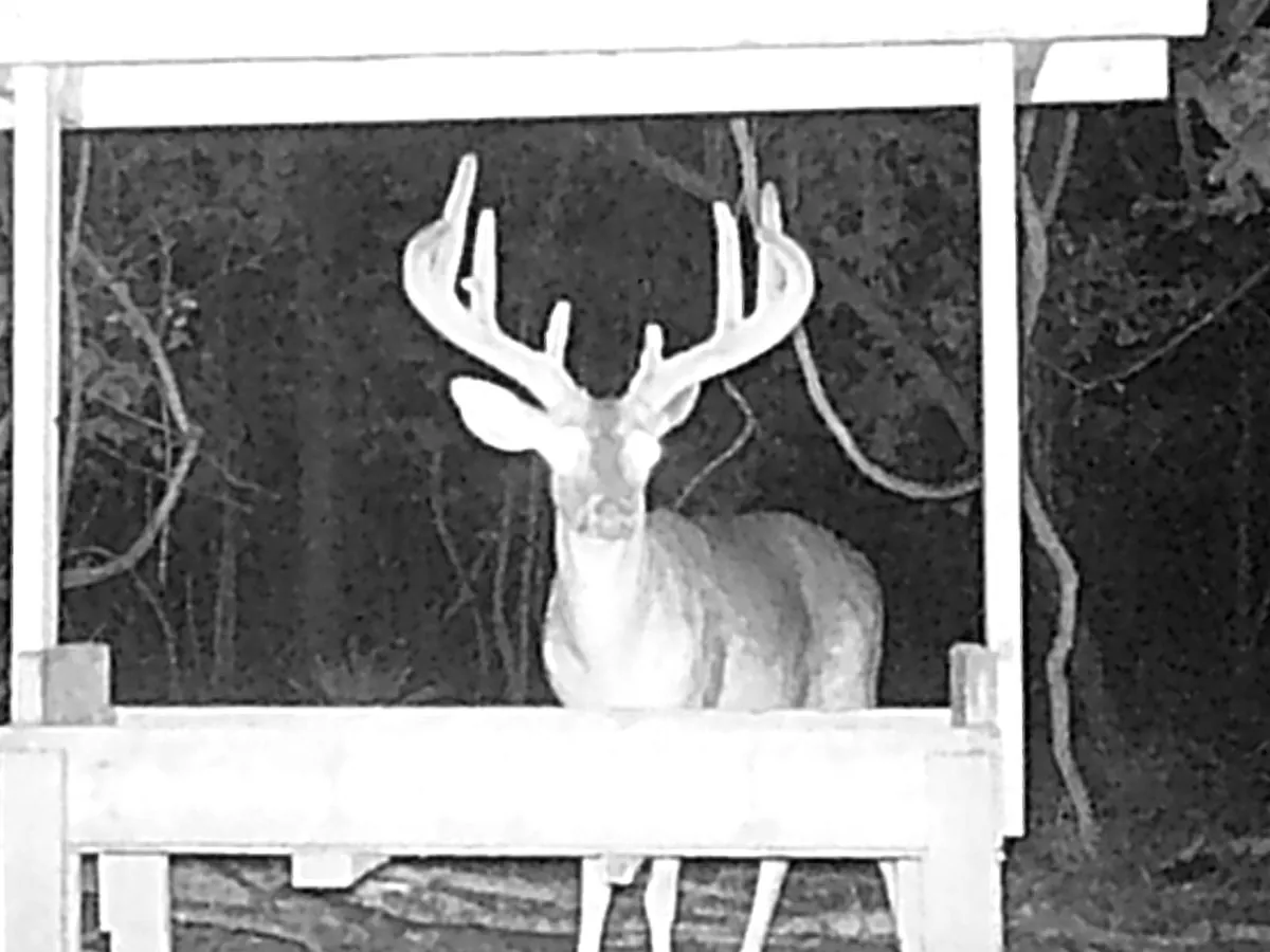 A buck feeding from a wooden trough at night in early spring