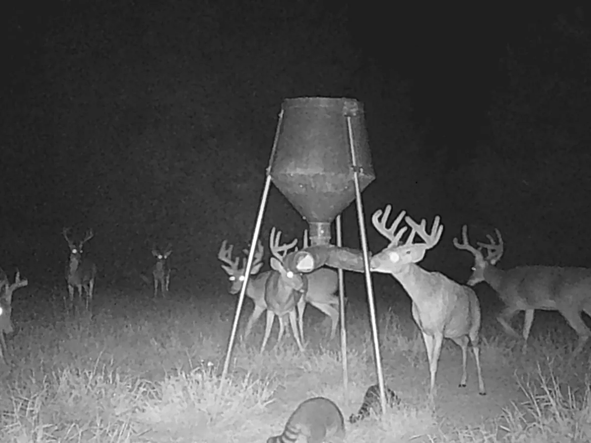 A bachelor group of velvet bucks on a protein feeder at night in late summer