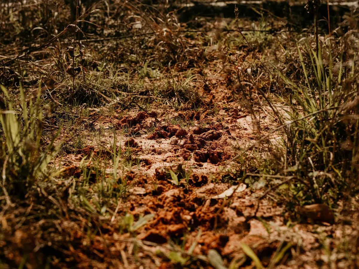 Deer tracks worked into red clay at a heavily used site