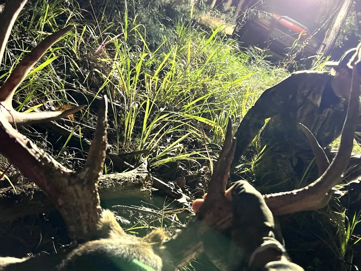 Antlers and a whitetail buck in flooded grass at night in Florida