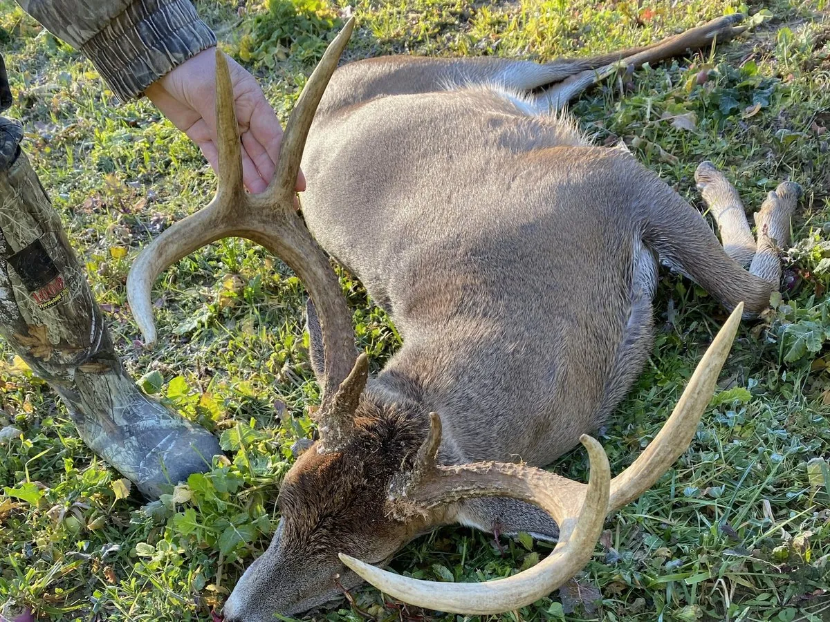 A whitetail buck down in a green food plot