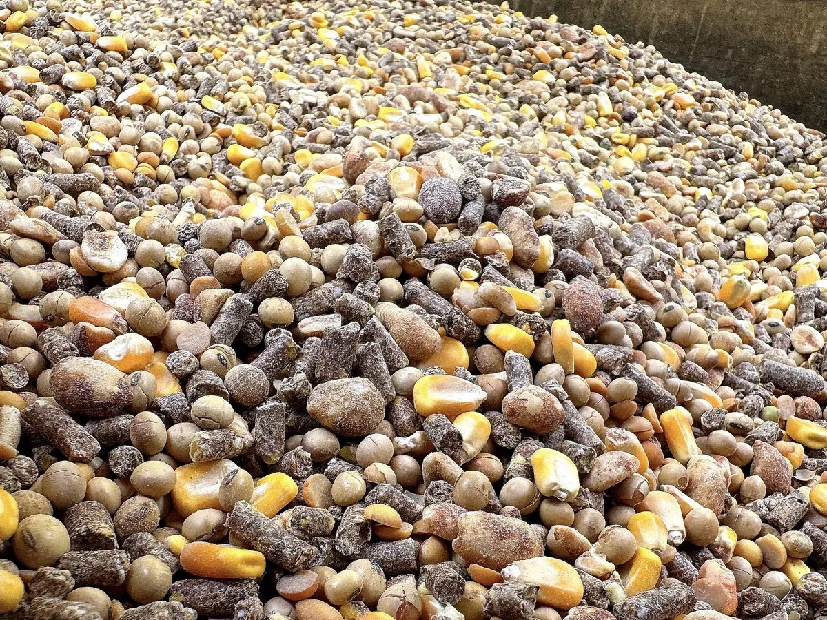 A trough filled with whole corn, soybeans and protein pellets