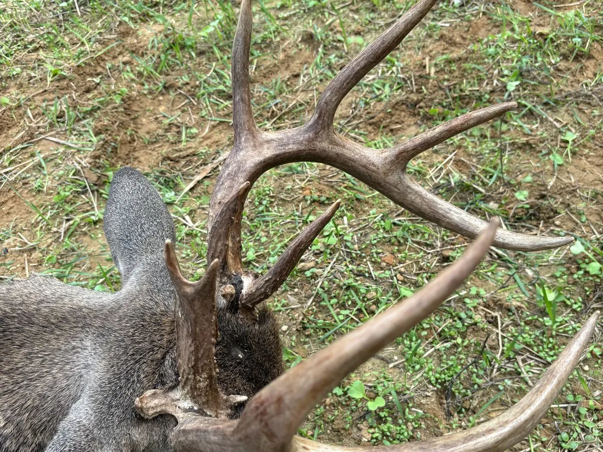 A heavy dark-beamed whitetail rack seen from above on green ground