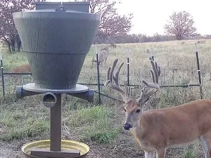A buck at a protein feeder and pan on a fall afternoon