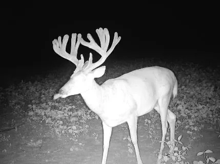 A heavy velvet buck on camera at night, antlers in full growth