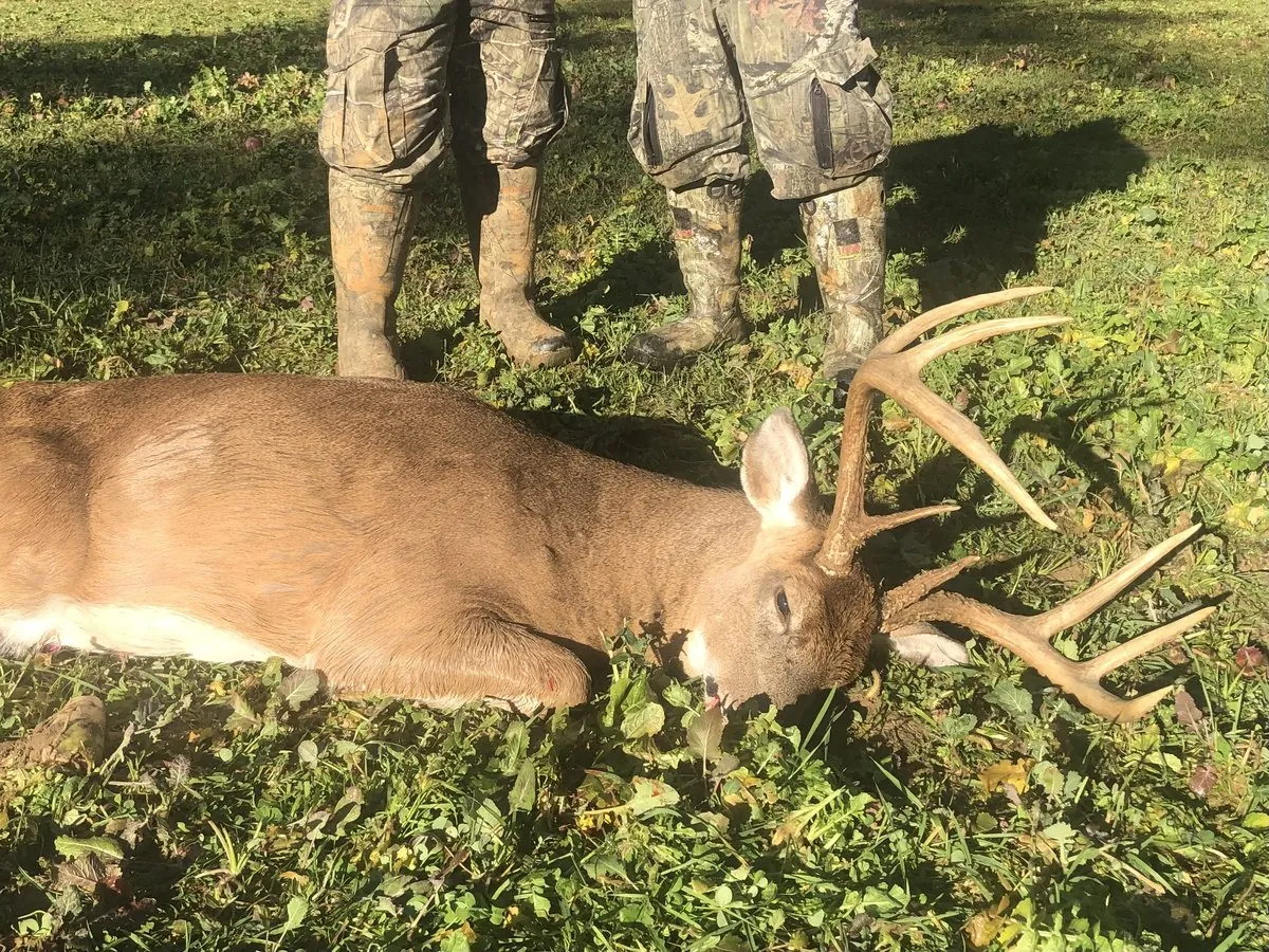 A whitetail buck down in a green food plot with hunters standing behind