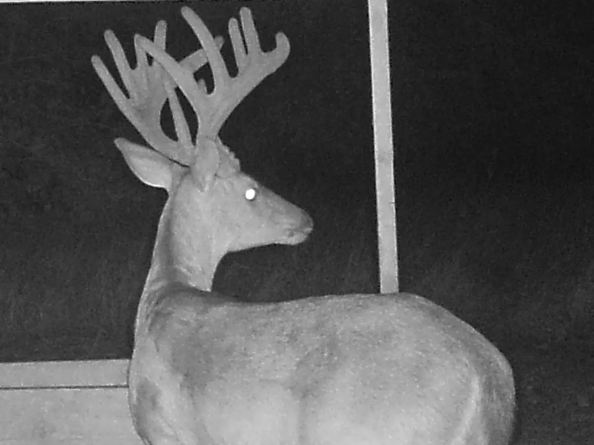 A velvet buck at a feeder at night, antlers clearly visible