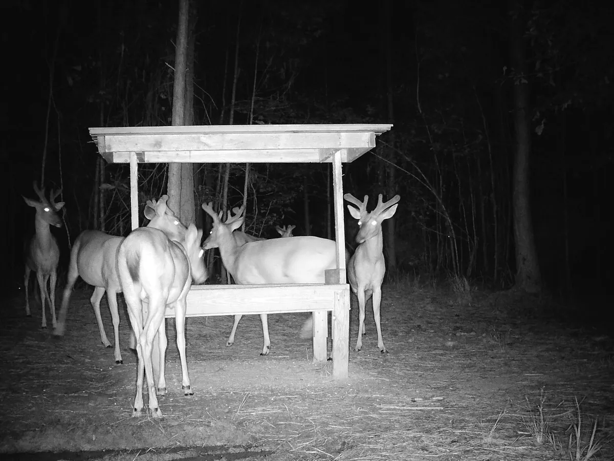 A group of velvet bucks feeding at a covered trough at night