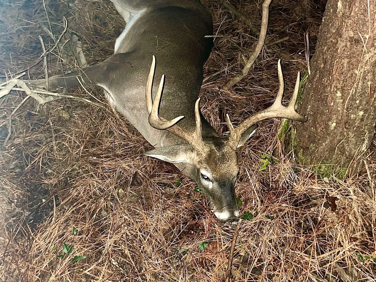 A mature whitetail buck down in pine straw at the base of a tree