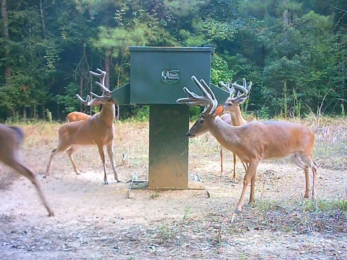 Velvet bucks feeding at a protein feeder in August