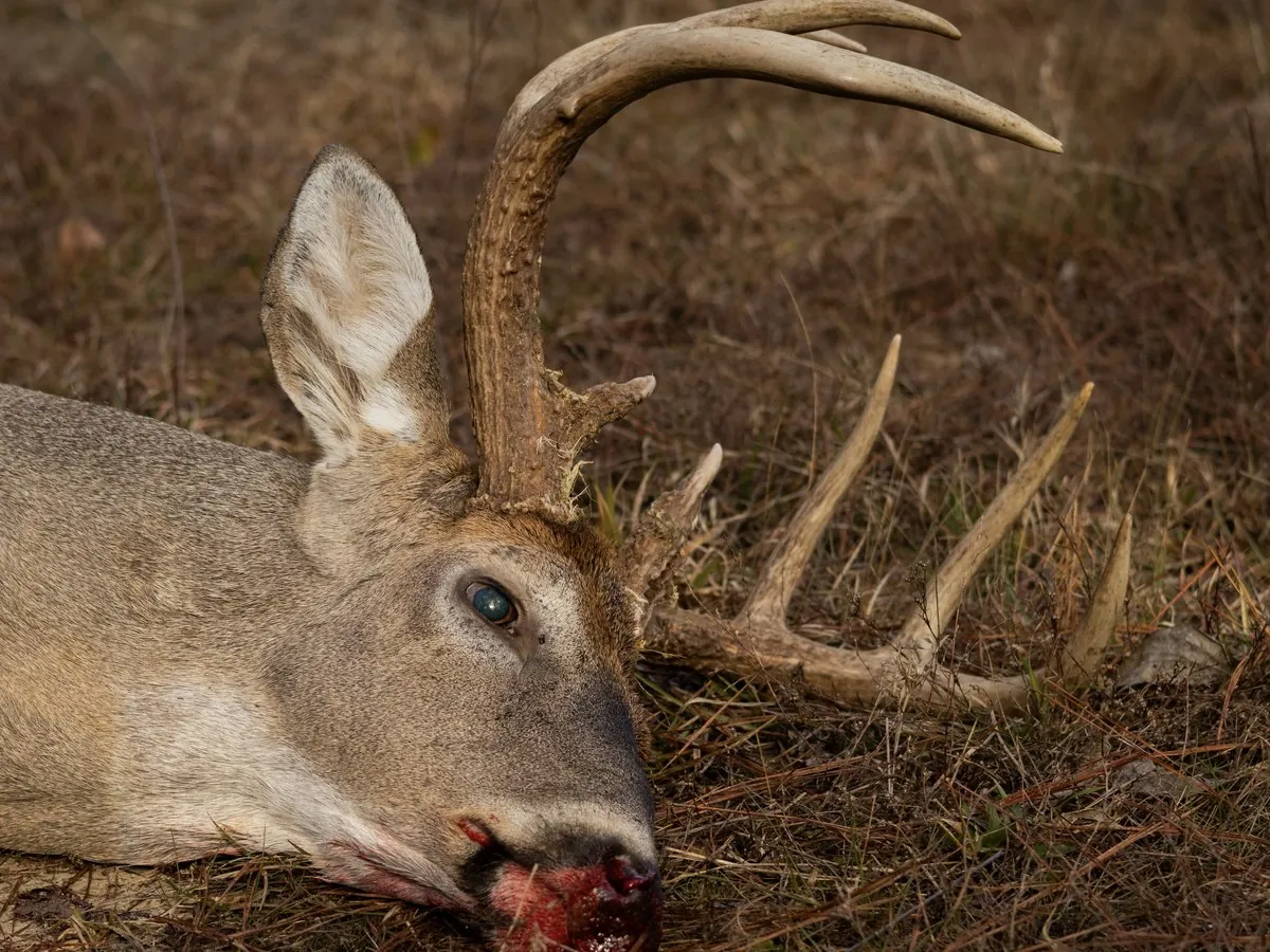 A heavy-racked whitetail buck down in fall broomsedge