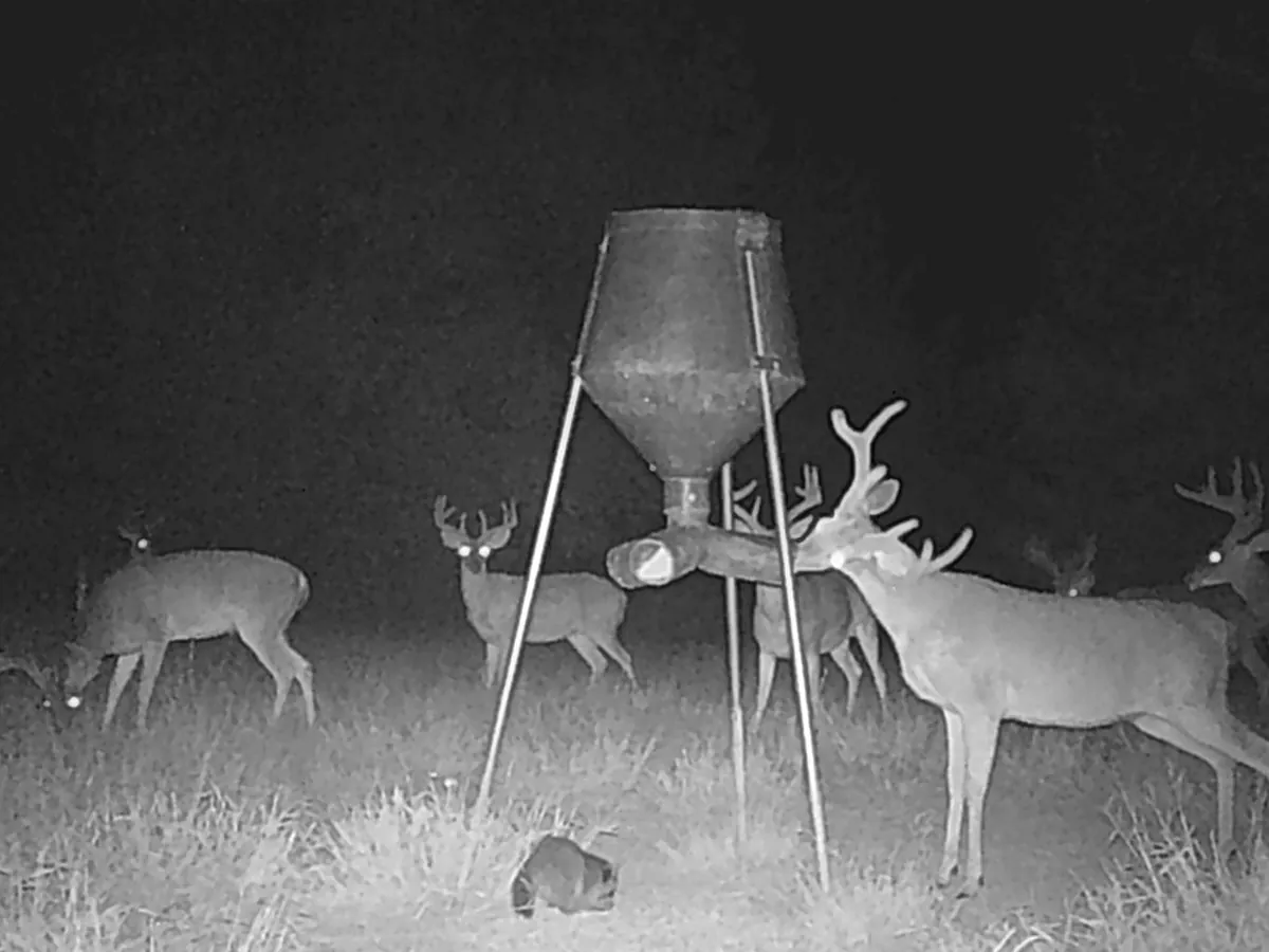 A bachelor group of bucks on a protein feeder at night