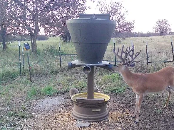 A velvet buck feeding from a protein feeder and pan in midsummer