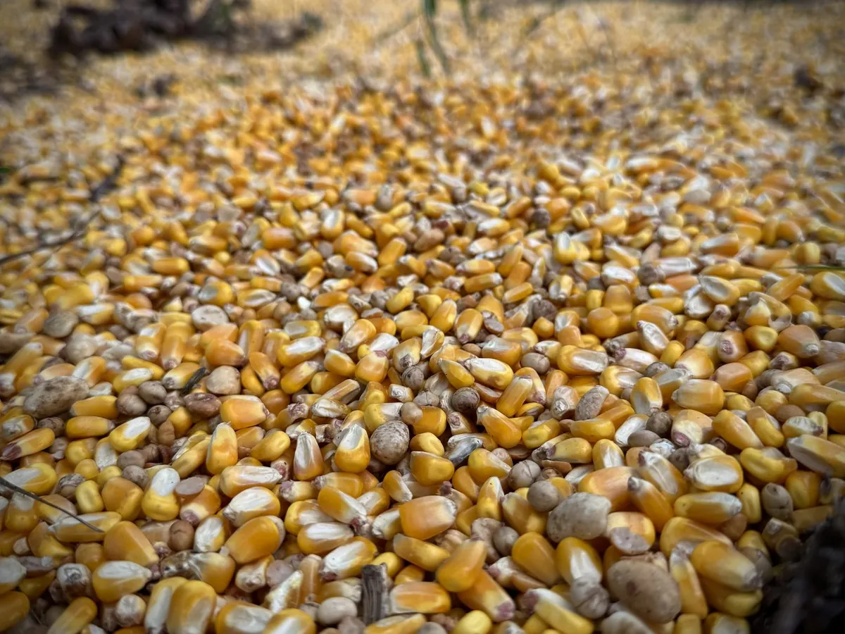 Whole corn, roasted peanuts and soybeans poured on the ground