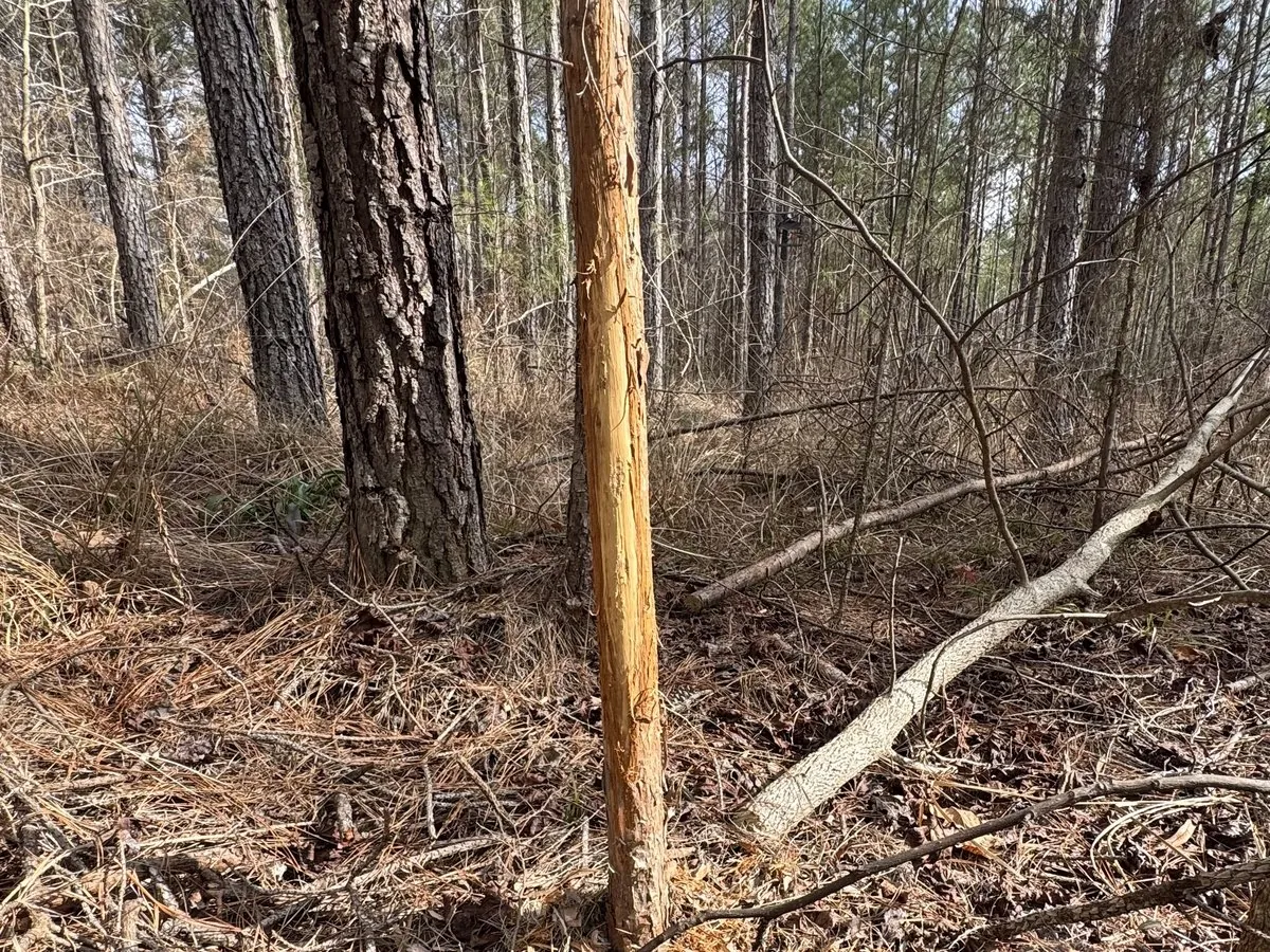 A fresh buck rub with the bark stripped from a pine sapling