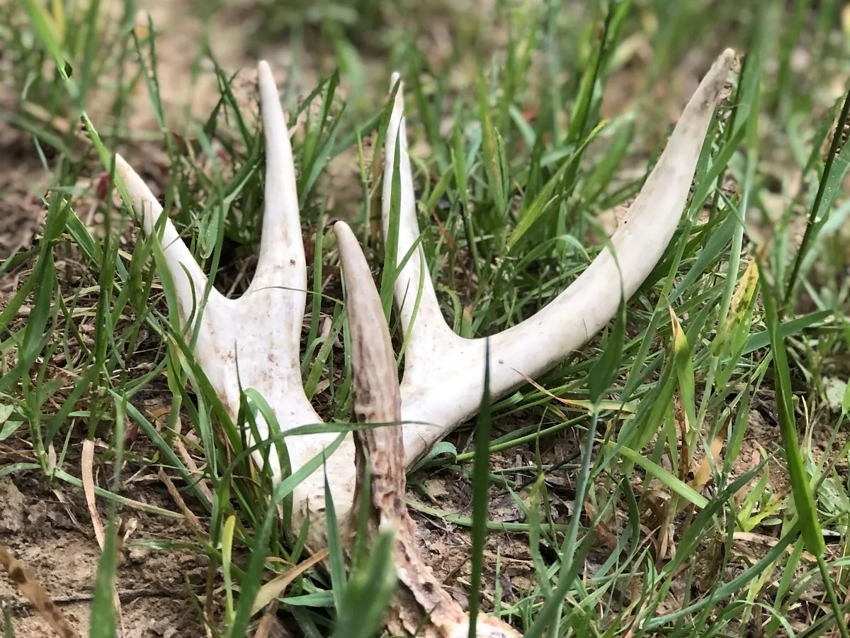A freshly shed whitetail antler lying in green grass