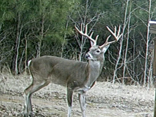 A hard-antlered buck standing in bare winter woods