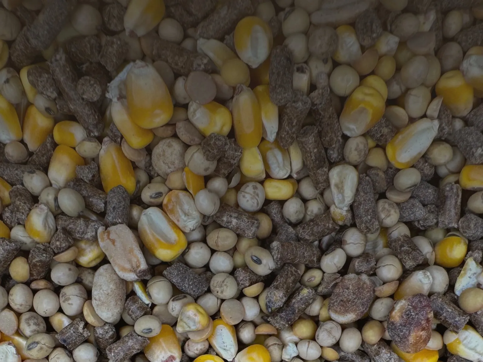 Burgess Blend deer feed — whole corn, roasted soybeans, and protein pellets mixed close-up
